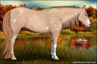 Horse Color:Gold Champagne 