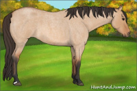 Horse Color:Bay Roan Dun 
