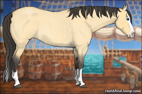 Horse Color: Buckskin Roan Dun Splash 