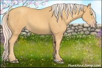Horse Color:Gold Cream Champagne 