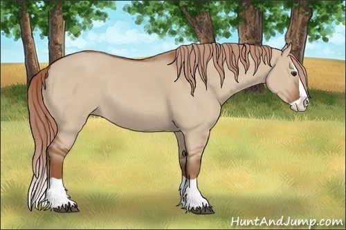 Horse Color: Red Dun Splash 