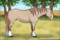 Horse Color:Red Dun Splash 