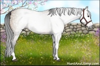 Horse Color:Gray Bay Dun Splash Tobiano 