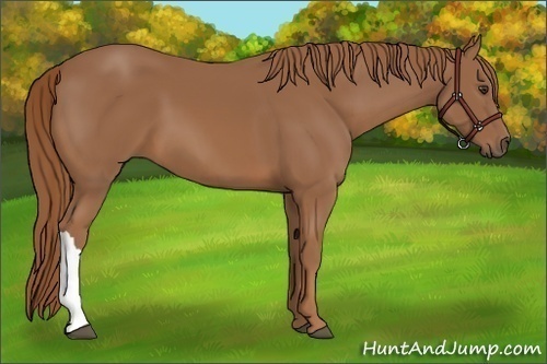 Horse Color: Chestnut 