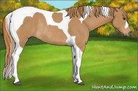 Horse Color:Chestnut Tobiano Rabicano 