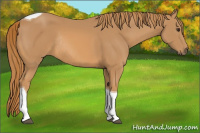 Horse Color:Chestnut Tobiano Rabicano 