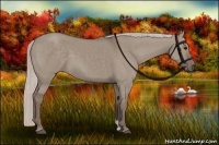 Horse Color:Silver Grullo 