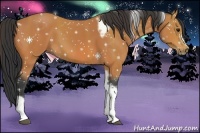 Horse Color:Bay Tobiano Frame 