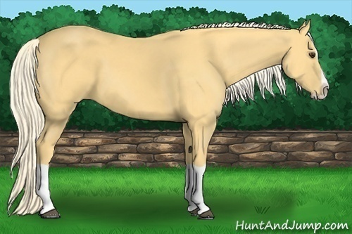 Horse Color: Palomino Splash 