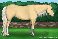 Horse Color:Palomino Splash 