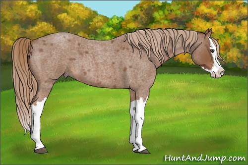 Horse Color: Red Roan Splash 