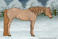 Horse Color:Red Roan 