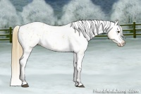 Horse Color:Buckskin Blanket 