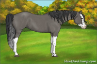 Horse Color:Grullo Roan Splash 