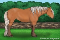 Horse Color:Silver Bay 