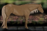 Horse Color:Chocolate Palomino 