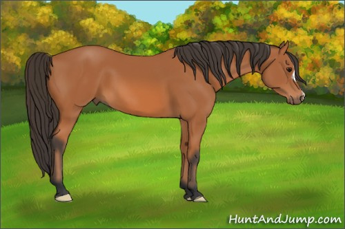 Horse Color: Bay 