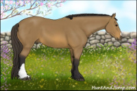 Horse Color:Buckskin 