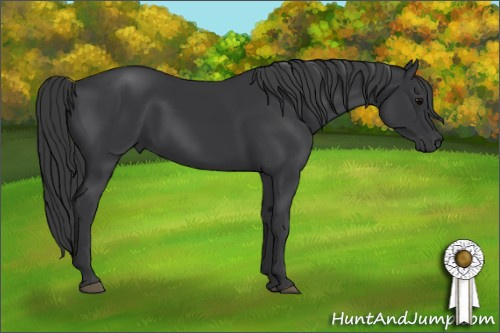 Horse Color: Black 