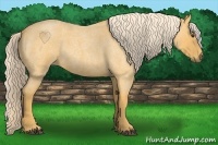 Horse Color:Palomino Roan 