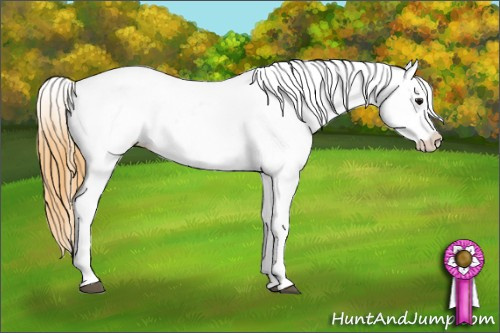 Horse Color: Buckskin Near Leopard 
