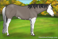 Horse Color:Grullo Splash 