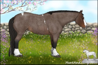 Horse Color:Gray Bay Roan Splash Tobiano 
