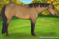 Horse Color:Buckskin 