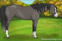 Horse Color:Grullo Splash 