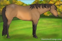 Horse Color:Buckskin 