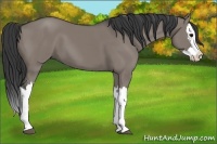 Horse Color:Grullo Splash 