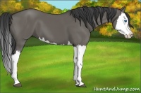 Horse Color:Grullo Splash 