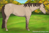 Horse Color:Classic Champagne Dun 