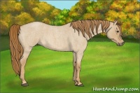 Horse Color:Red Dun Roan 