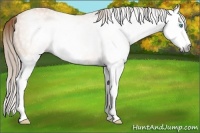Horse Color:Gray Perlino Sabino Splash Rabicano 