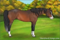Horse Color:Bay Splash 