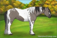 Horse Color:Grullo Tobiano 