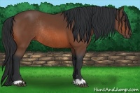 Horse Color:Bay Rabicano 