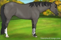 Horse Color:Grullo 