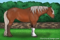 Horse Color:Silver Bay 
