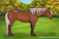 Horse Color:Silver Bay 