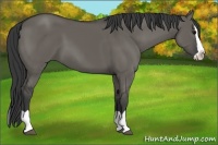Horse Color:Grullo Splash 