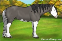 Horse Color:Grullo Splash 