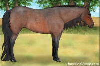 Horse Color:Bay Roan 