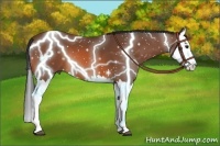 Horse Color:Bay Splash 
