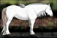 Horse Color:Red Roan Near Leopard 