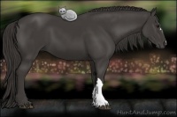Horse Color:Smoky Black 