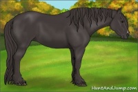 Horse Color:Smoky Black 