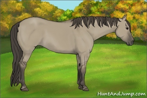 Horse Color:Smoky Grullo