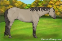 Horse Color:Smoky Grullo